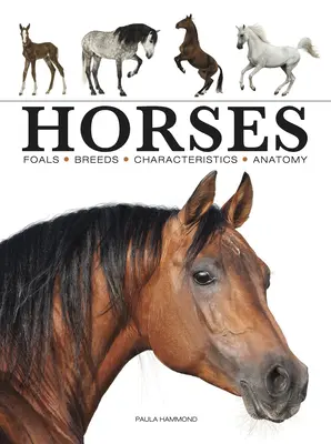Cai - Horses