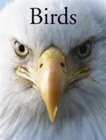Păsări - Birds
