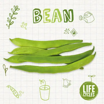 Fasole - Bean