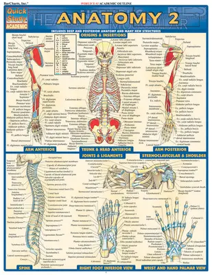 Anatomia 2 - Ghid de referință - Anatomy 2 - Reference Guide