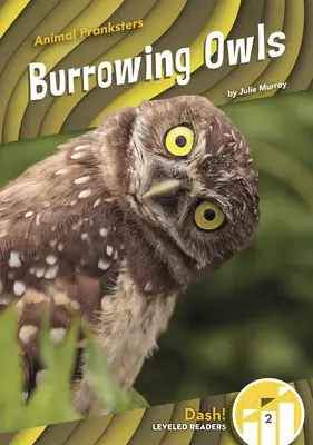 Bufnițe sălbatice - Burrowing Owls