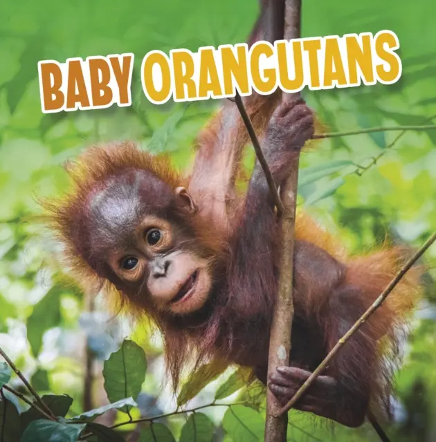Orangutani copii - Baby Orangutans