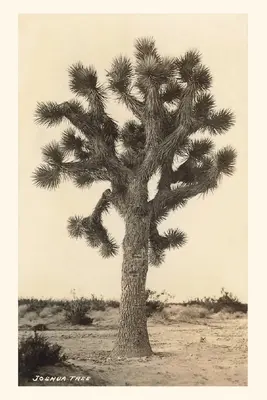 Jurnal de epocă Joshua Tree - Vintage Journal Joshua Tree