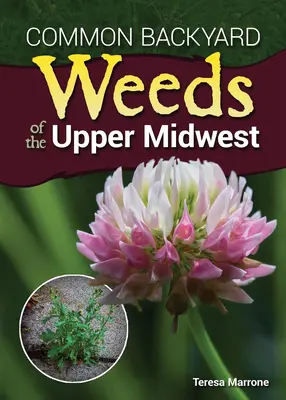 Buruieni comune din curtea din Upper Midwest - Common Backyard Weeds of the Upper Midwest