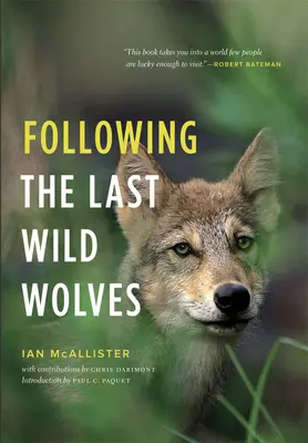 Pe urmele ultimilor lupi sălbatici - Following the Last Wild Wolves