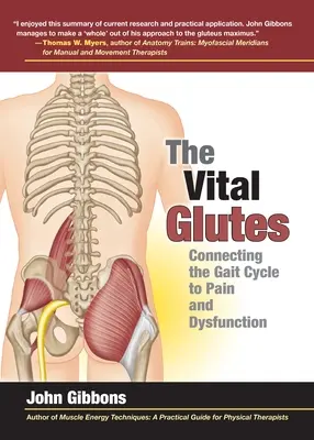 Fesele vitale: Conectarea ciclului de mers la durere și disfuncții - The Vital Glutes: Connecting the Gait Cycle to Pain and Dysfunction