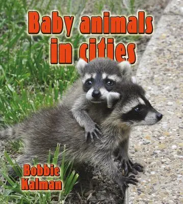 Pui de animale în orașe - Baby Animals in Cities