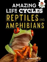 Reptile și amfibieni - cicluri de viață uimitoare - Reptiles and Amphibians - Amazing Life Cycles