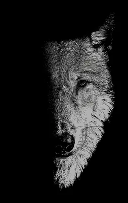 În compania lupilor: Vârcolaci, lupi și copii sălbatici - In the Company of Wolves: Werewolves, Wolves and Wild Children