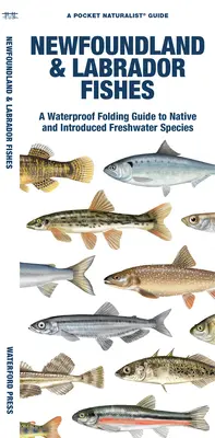 Newfoundland & Labrador Fishes: Un ghid pliabil impermeabil al speciilor de apă dulce indigene și introduse - Newfoundland & Labrador Fishes: A Waterproof Folding Guide to Native and Introduced Freshwater Species
