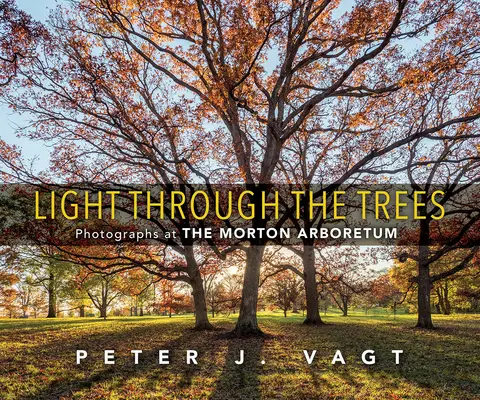 Lumina prin copaci: Fotografii la Morton Arboretum - Light Through the Trees: Photographs at the Morton Arboretum