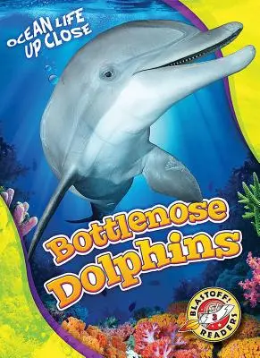 Delfinii Bottlenose - Bottlenose Dolphins
