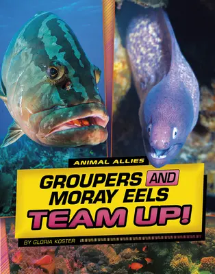 Ciortanii și anghilele Moray fac echipă! - Groupers and Moray Eels Team Up!