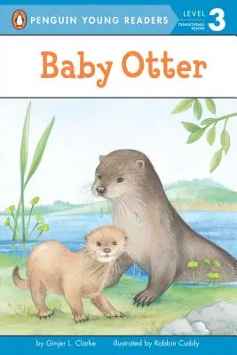 Vidră bebeluș - Baby Otter