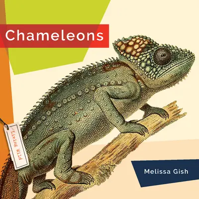 Cameleoni - Chameleons