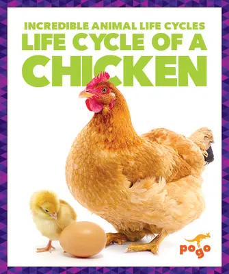 Ciclul de viață al unei găini - Life Cycle of a Chicken