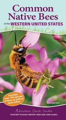 Albine native comune din vestul Statelor Unite: Calea ta de a identifica cu ușurință albinele și speciile asemănătoare - Common Native Bees of the Western United States: Your Way to Easily Identify Bees and Look-Alikes