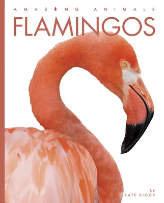 Flamingo - Flamingos