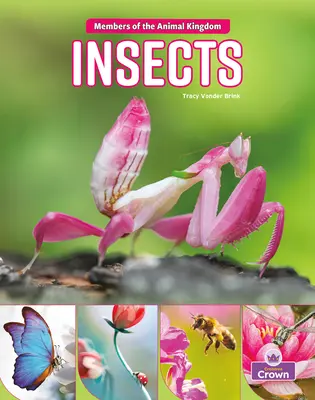 Insecte - Insects
