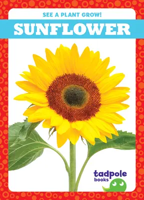 Floarea-soarelui - Sunflower