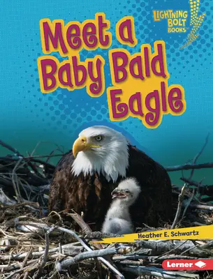 Faceți cunoștință cu un pui de vultur pleșuv - Meet a Baby Bald Eagle