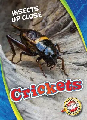 Greieri - Crickets