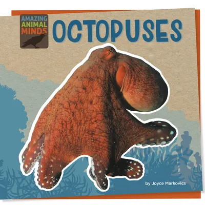 Octopus - Octopuses