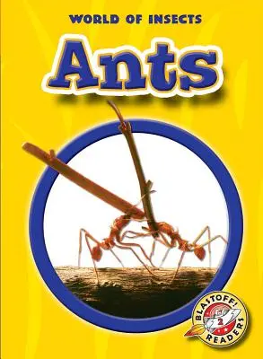 Furnici - Ants
