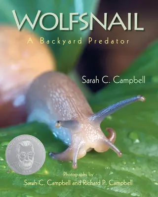 Wolfsnail: Un prădător de curte - Wolfsnail: A Backyard Predator