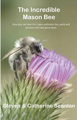 Incredibila Albină Mason - Incredible Mason Bee