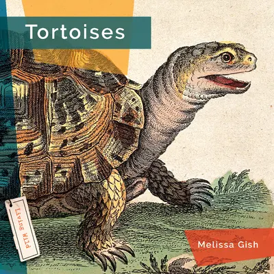 Broaște țestoase - Tortoises