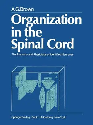 Organizarea în măduva spinării: Anatomia și fiziologia neuronilor identificați - Organization in the Spinal Cord: The Anatomy and Physiology of Identified Neurones