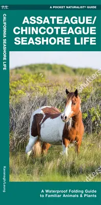 Assateague/Chincoteague Seashore Life - Un ghid pliabil impermeabil pentru animale și plante familiare - Assateague/Chincoteague Seashore Life - A Waterproof Folding Guide to Familiar Animals & Plants