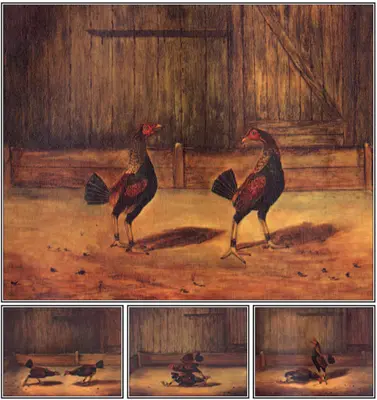 Creșterea și gestionarea cocoșilor de luptă (The Breeding and Management of Fighting Cocks) - The Breeding and Management of Fighting Cocks