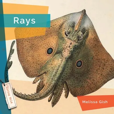 Raze - Rays