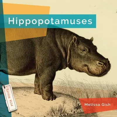 Hipopotamus - Hippopotamuses