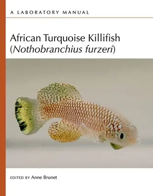 Peștele killifish african turcoaz (Nothobranchius Furzeri): Un manual de laborator - African Turquoise Killifish (Nothobranchius Furzeri): A Laboratory Manual