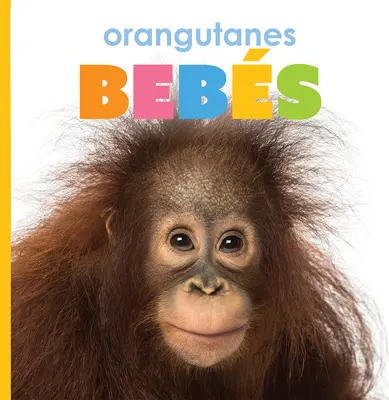 Orangutane Bebs - Orangutanes Bebs