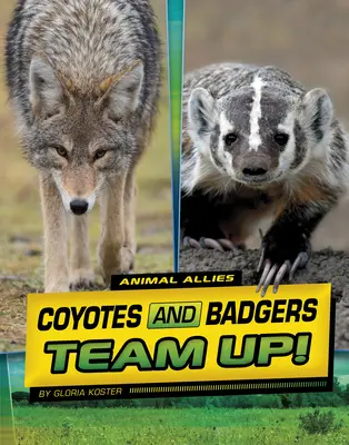 Coioții și bursucii fac echipă! - Coyotes and Badgers Team Up!