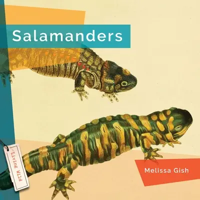 Salamandre - Salamanders