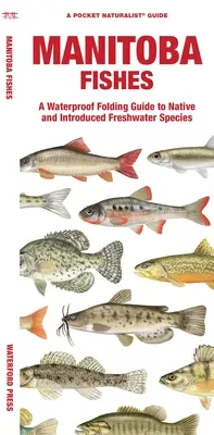 Manitoba Fishes: Un ghid pliabil impermeabil al speciilor de apă dulce indigene și introduse - Manitoba Fishes: A Waterproof Folding Guide to Native and Introduced Freshwater Species