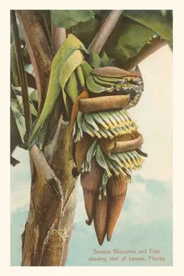 Jurnal de epocă Banana Blossom, Florida - Vintage Journal Banana Blossom, Florida