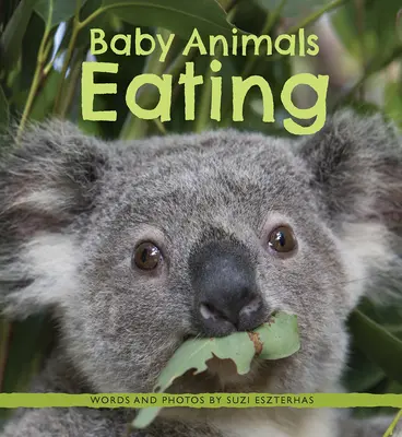 Bebeluși care mănâncă - Baby Animals Eating
