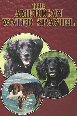 American Water Spaniel: Un ghid complet și cuprinzător pentru începători pentru: Cumpărarea, Deținerea, Sănătatea, Îngrijirea, Dresajul, Obediența, Înțelegerea - The American Water Spaniel: A Complete and Comprehensive Beginners Guide To: Buying, Owning, Health, Grooming, Training, Obedience, Understanding
