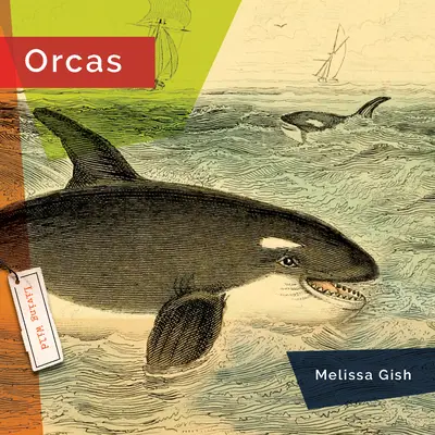 Orci - Orcas