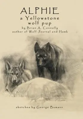 Alphie, un pui de lup din Yellowstone - Alphie, a Yellowstone Wolf Pup