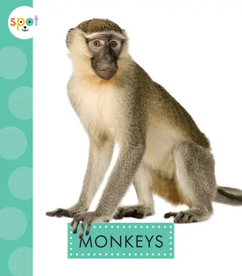 Maimuțele - Monkeys