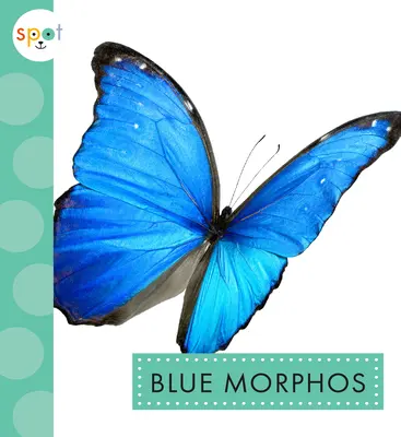 Morphos albastru - Blue Morphos