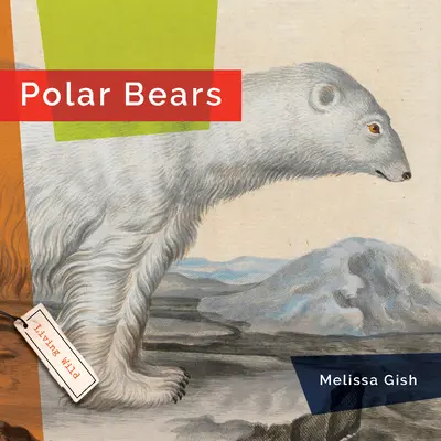Urși polari - Polar Bears