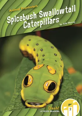 Omizi Spicebush Swallowtail - Spicebush Swallowtail Caterpillars